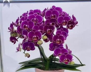 蝴蝶兰有毒吗？能在家里安全养护吗？