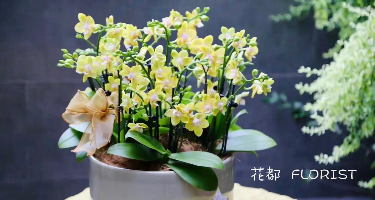 蝴蝶兰有种子吗？如何正确繁殖蝴蝶兰？