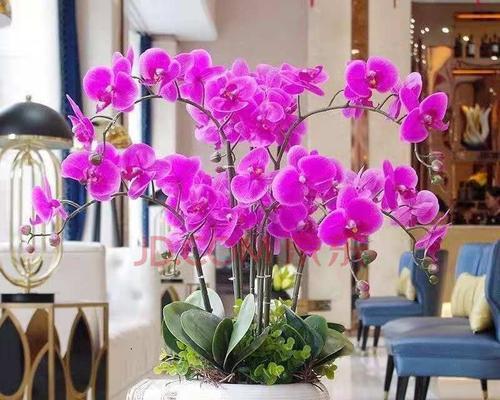 蝴蝶兰怎么养才开花？掌握这些技巧轻松绽放！