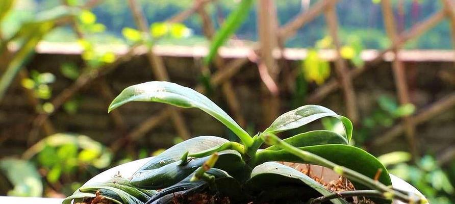 蝴蝶梅不开花怎么办？如何促进开花并解决常见问题？