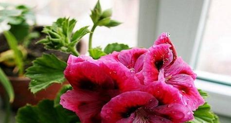 蝴蝶梅冬天开花吗？如何确保冬季开花？