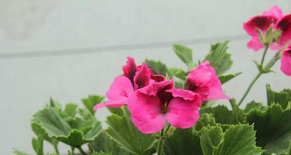 蝴蝶梅冬天开花吗？如何确保冬季开花？