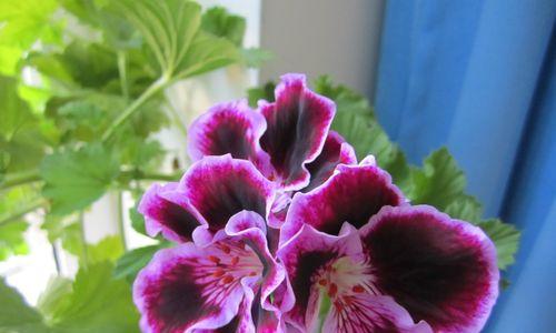 蝴蝶梅一年开几次花？如何养护才能多次开花？