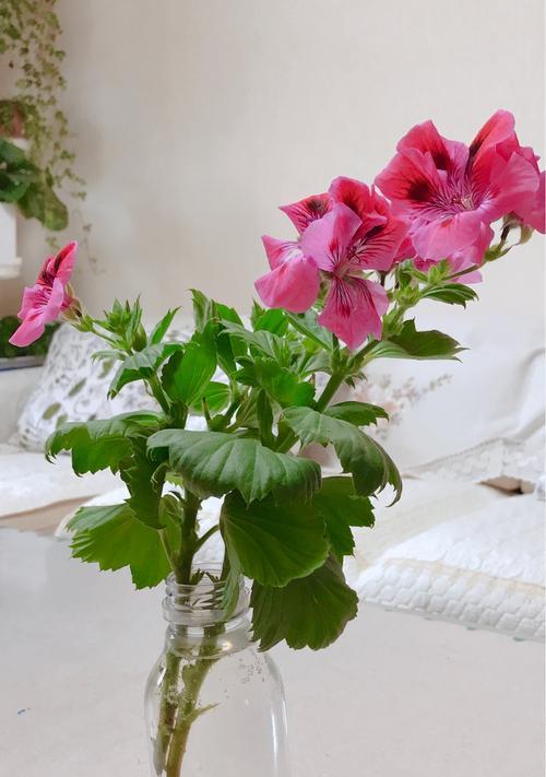 蝴蝶梅种植时选择大盆还是小盆好？哪种更利于生长？