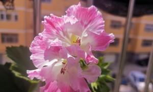 蝴蝶梅修剪技巧与开花秘诀是什么？