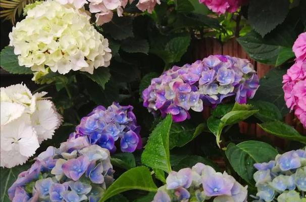 蝴蝶绣球不开花的原因是什么？如何解决？