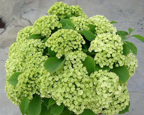 蝴蝶绣球不开花的原因是什么？如何解决？