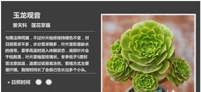 蝴蝶之舞多肉养护方法是什么？如何正确照顾蝴蝶之舞多肉？
