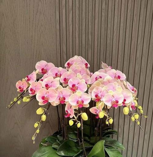 蝴蝶兰一年开几次花？花期通常持续多久？