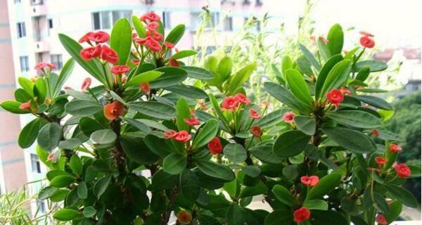 虎刺梅不开花怎么办？如何促进开花？