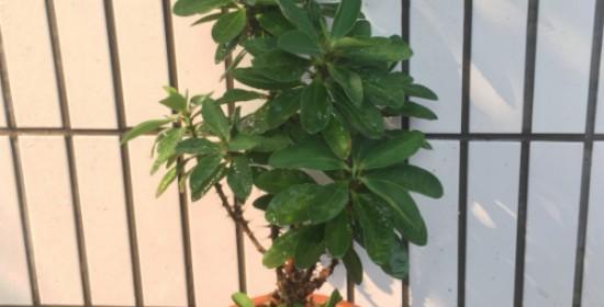 虎刺梅不开花怎么办？如何促进开花？