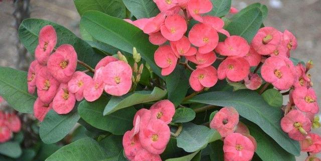 虎刺梅的花期是什么时候？如何正确养护以延长花期？