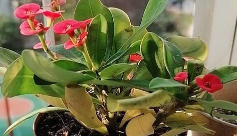 虎刺梅的生长习性特点是什么？如何正确养护虎刺梅？