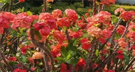 虎刺梅的生长习性特点是什么？如何正确养护虎刺梅？