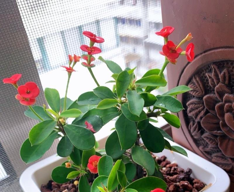 虎刺梅养殖需要注意什么？如何正确养殖虎刺梅？