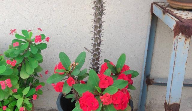 虎刺梅花期是什么时候？如何正确判断虎刺梅的开花时间？