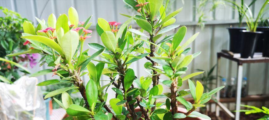 虎刺梅花谢了怎么办？如何正确处理和养护？