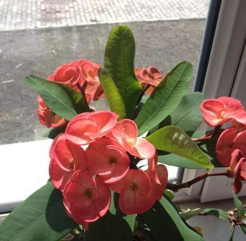 虎刺梅花谢了怎么办？如何正确处理和养护？