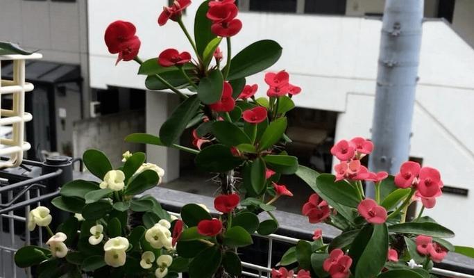 虎刺梅换盆注意事项是什么？几月份换盆最合适呢？