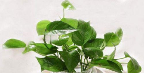虎刺梅浇啤酒水的正确方法是什么？可以浇啤酒吗？