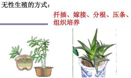 虎刺梅扦插的最佳时间是什么时候？具体操作步骤有哪些？