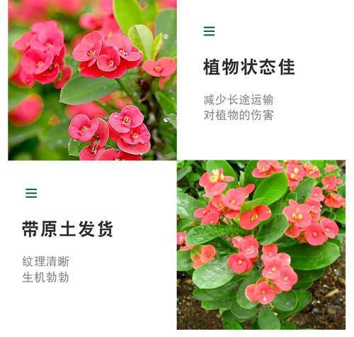 虎刺梅的最佳剪枝时间是什么时候？剪枝后如何护理？