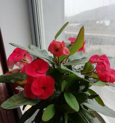 虎刺梅开花时间是什么时候？一年四季都能开花吗？
