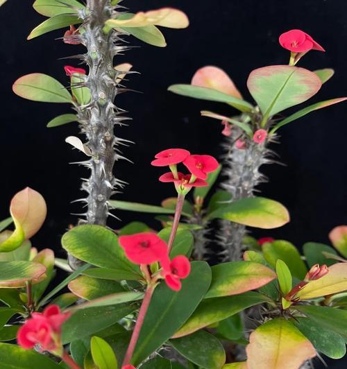 虎刺梅是草本还是木本植物？如何区分草本和木本植物？