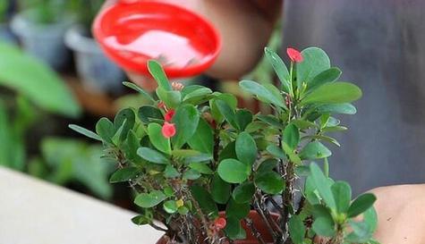 虎刺梅是草本还是木本植物？如何区分草本和木本植物？