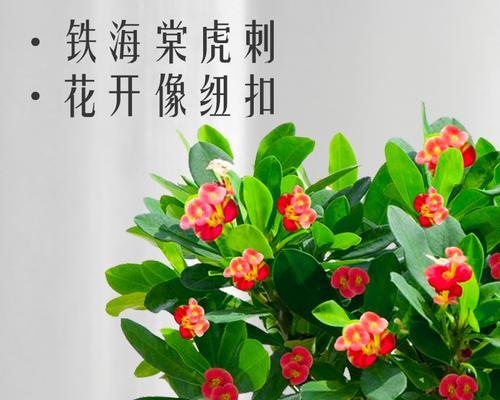 虎刺梅是草本还是木本植物？如何区分草本和木本植物？