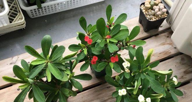 虎刺梅摆放的最佳位置是什么？如何养护才能长得更好？