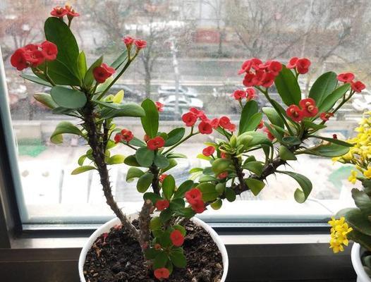虎刺梅喜水吗？属于喜水植物的特性是什么？