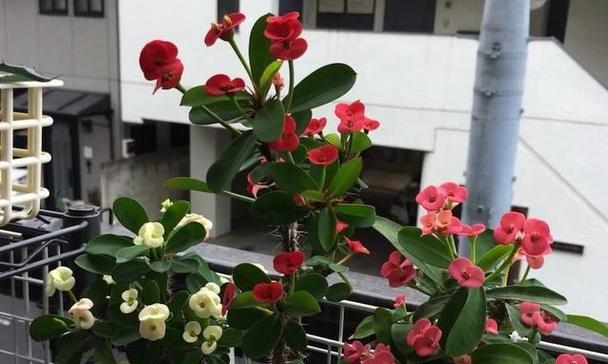 虎刺梅喜水吗？属于喜水植物的特性是什么？