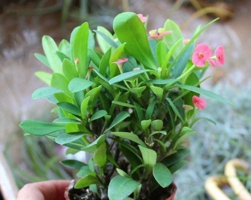 虎刺梅种植时应该选择大盆还是小盆？