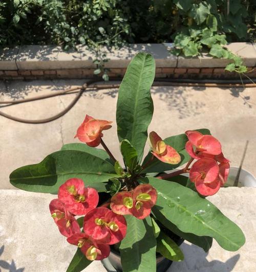 虎刺梅种植时应该选择大盆还是小盆？