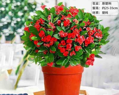 虎刺梅种植时应该选择大盆还是小盆？
