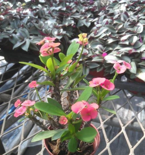 虎刺梅种植时选择深盆还是浅盆？哪种更适合虎刺梅生长？