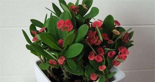 虎刺梅种植时选择深盆还是浅盆？哪种更适合虎刺梅生长？