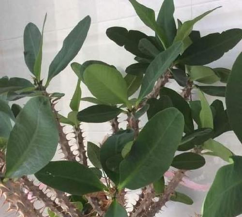 虎刺梅繁殖方法有哪些？繁殖过程中应注意哪些事项？