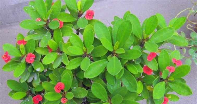 虎刺梅浇水方法是什么？多久浇一次水合适？