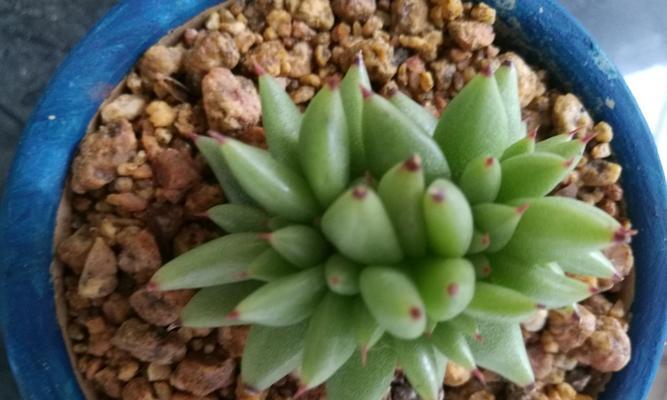 虎鲸多肉养护技巧有哪些？如何确保其健康成长？