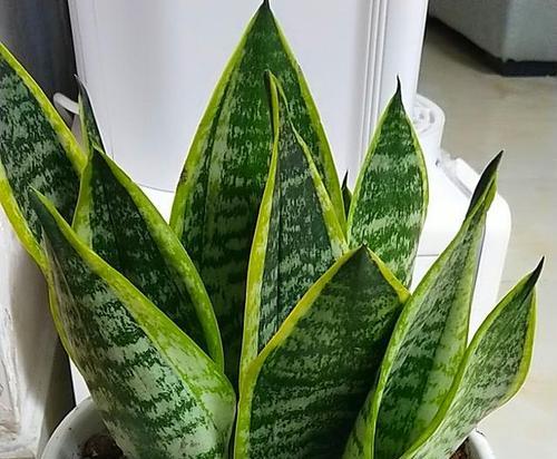 虎皮剑开花吗？如果开花会是什么样子？