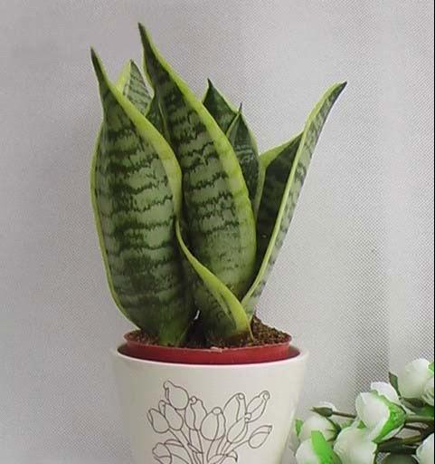 虎皮兰的花香味真的有毒吗？如何安全养护？
