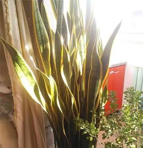 虎皮兰施肥频率及肥料选择指南？