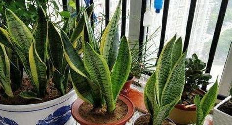 虎皮兰摆放风水讲究有哪些？如何避免风水禁忌？