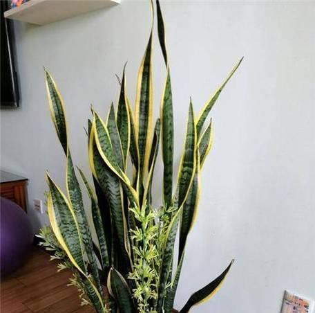 虎皮兰好养活吗？如何确保虎皮兰的健康成长？