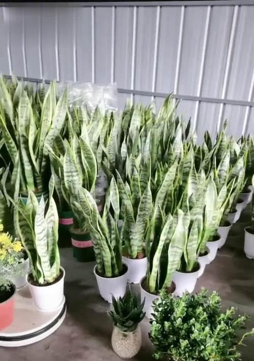 虎皮兰好养活吗？如何确保虎皮兰的健康成长？