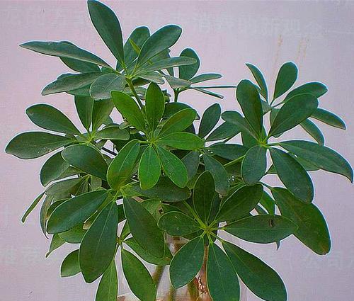 虎皮兰和文竹哪个更适合新手？养护技巧有哪些？