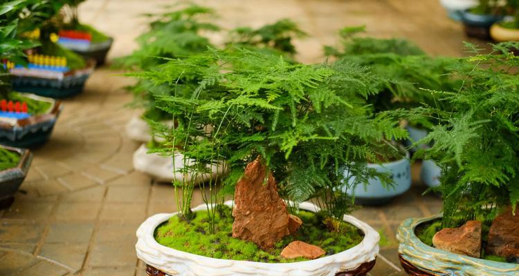 虎皮兰和文竹哪个更适合新手？养护技巧有哪些？