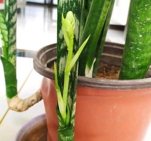 虎皮兰换盆后需要立即浇水吗？换盆后浇水的正确时机是什么？